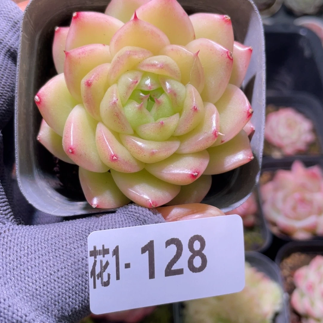 花利美  1-128麦秆