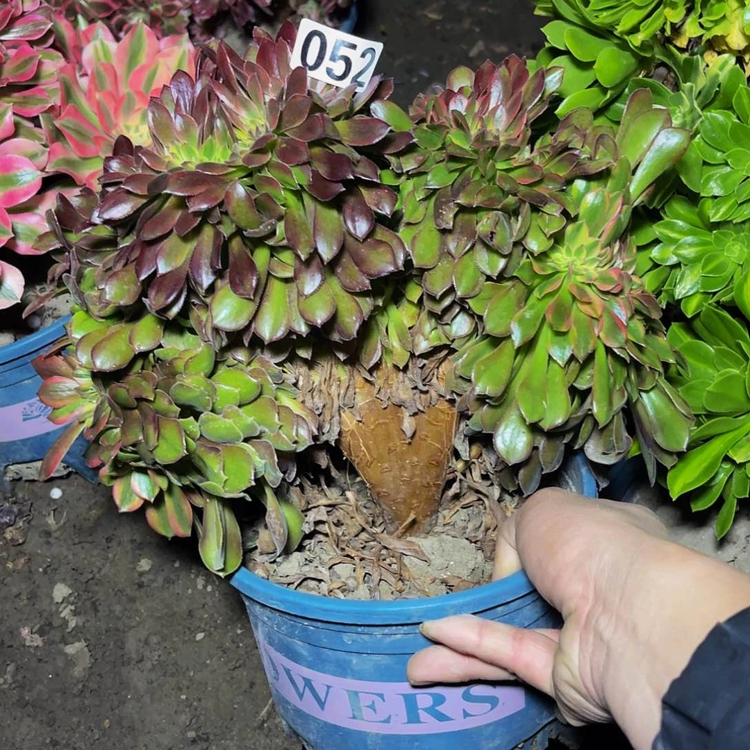 法师法师15-20包邮法师