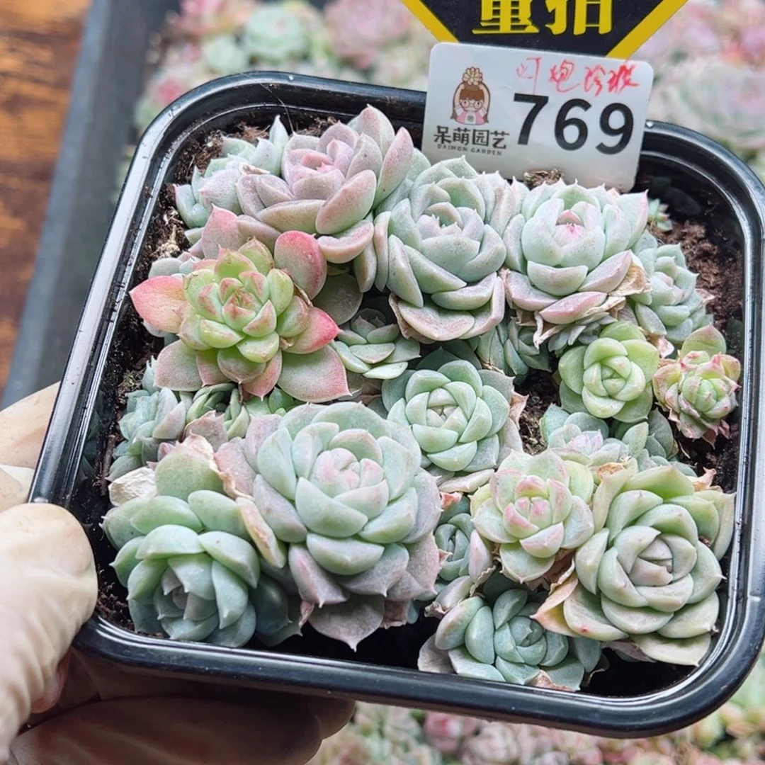 多肉植物多肉植物