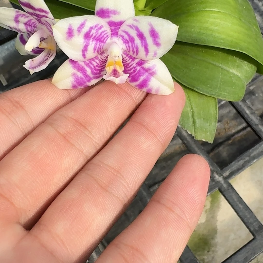 当前无花栽培后可以开花l1131 瑕疵三寸ys1191