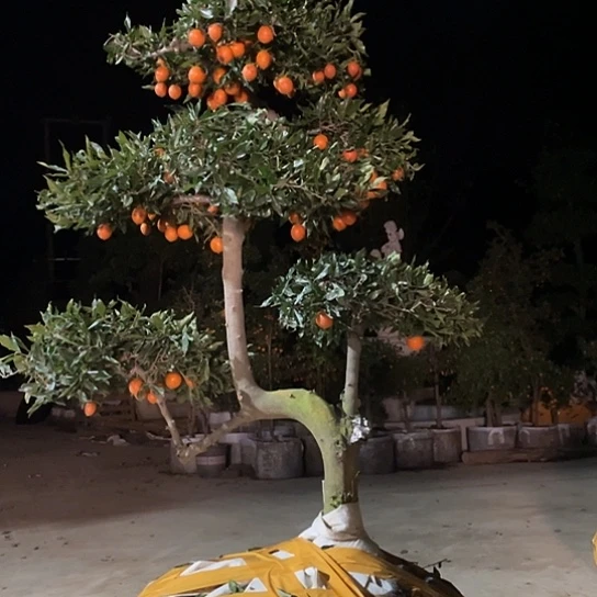 无花朵金弹子庭院原生品种