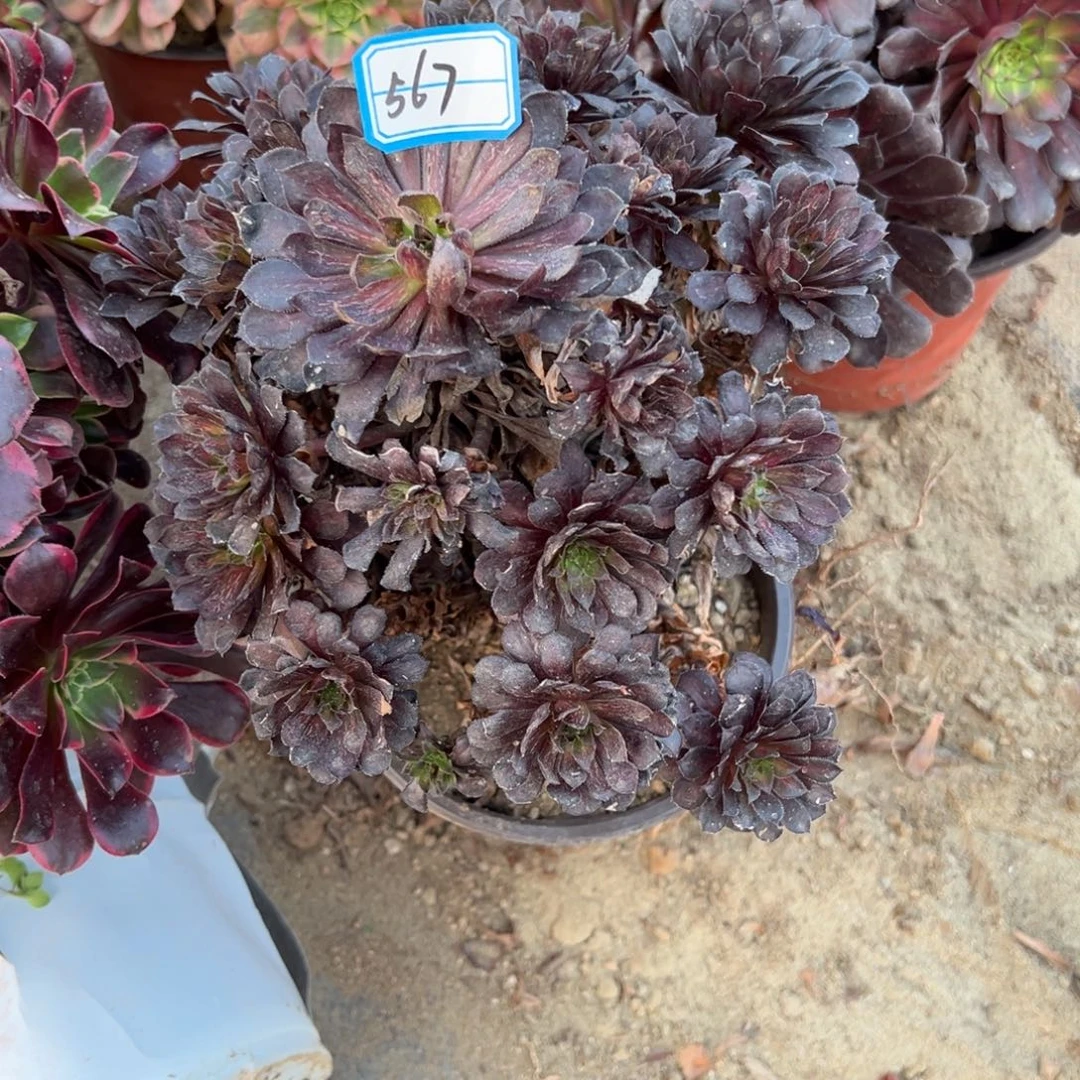 567黑铜壶法师多肉植物法师