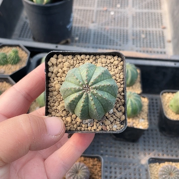 祖****326小欧布仙人球，