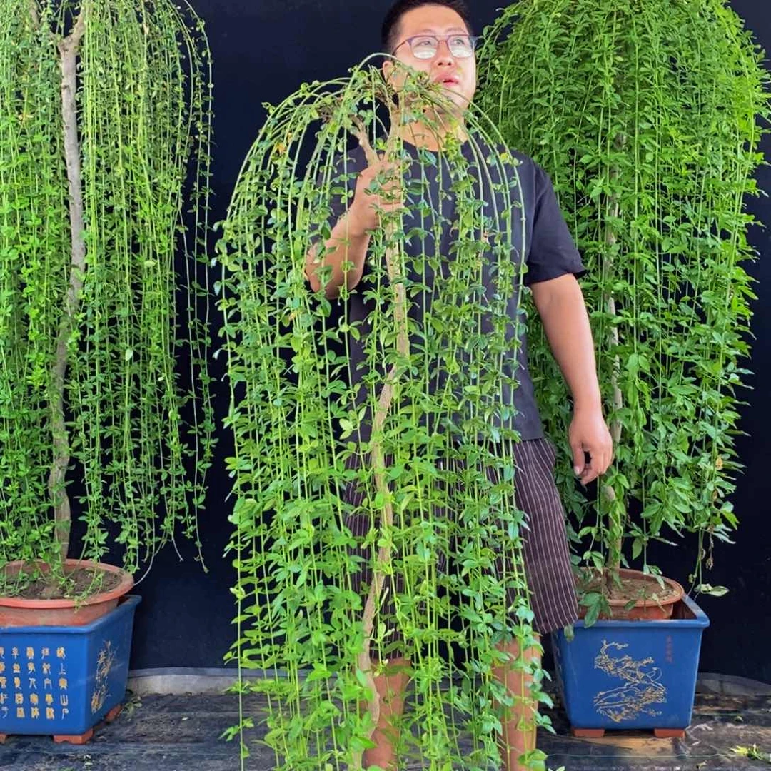 探春花，一物一拍，