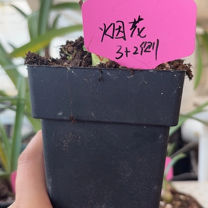 无花朵烟花璀璨朱顶红直径3加2ce