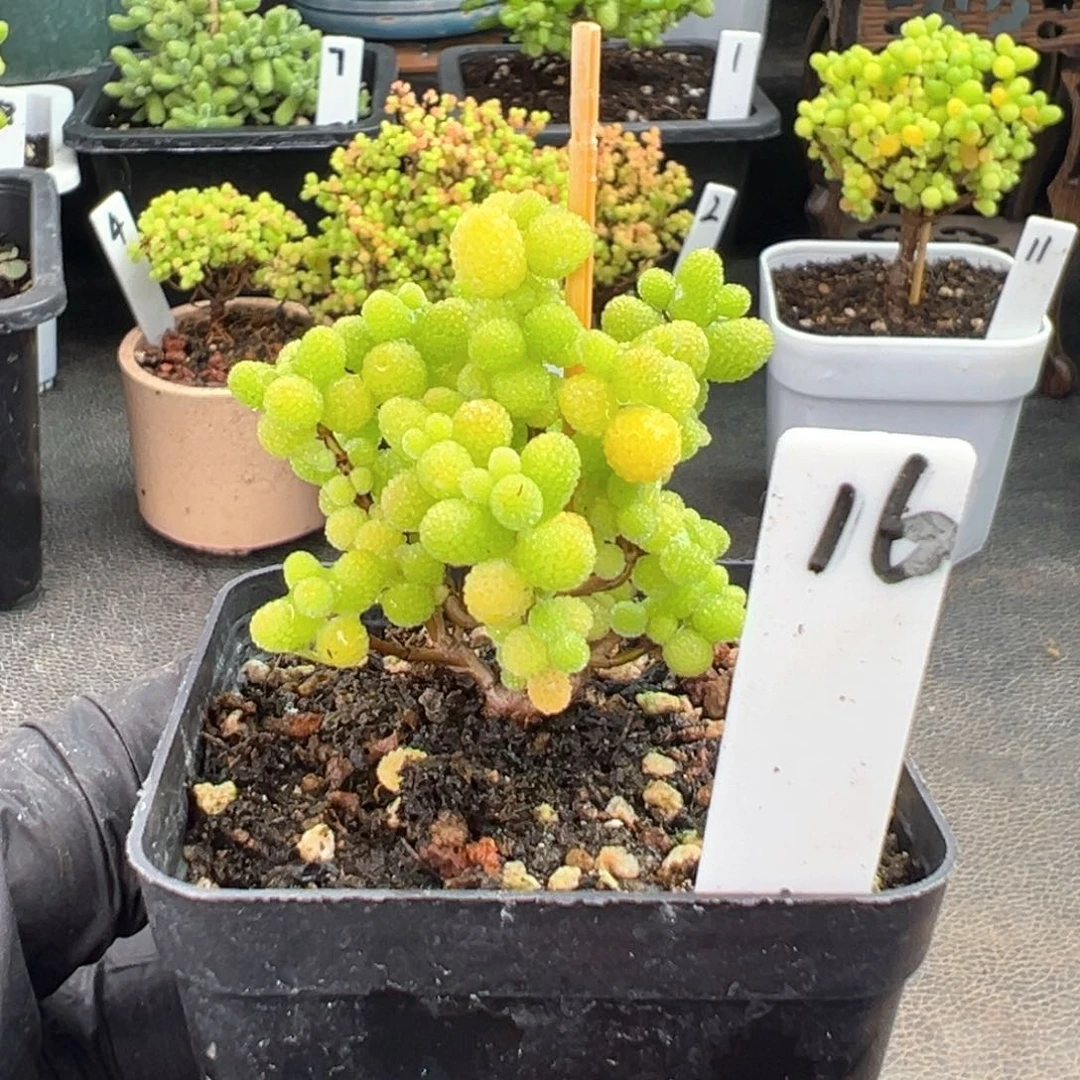 精控金桔16号5.5厘米盆