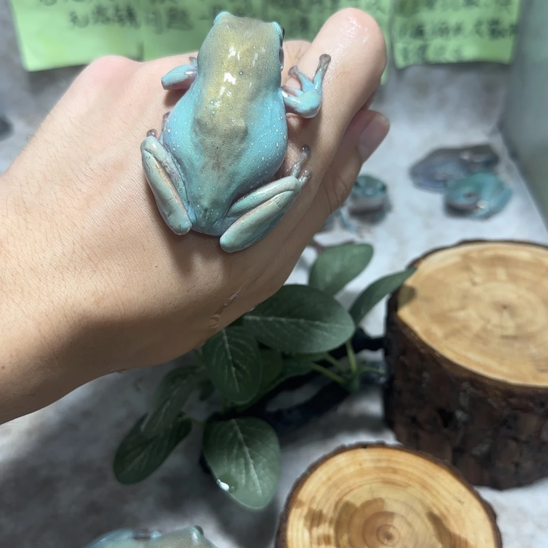 老爷树蛙6 通体金顶级奥蓝