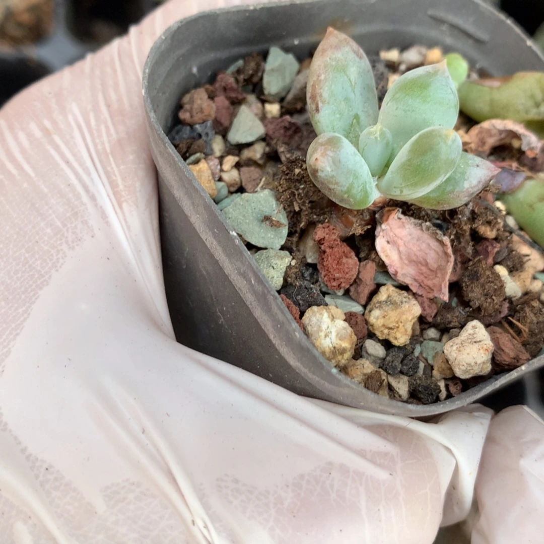 加菲猫加菲猫加菲猫