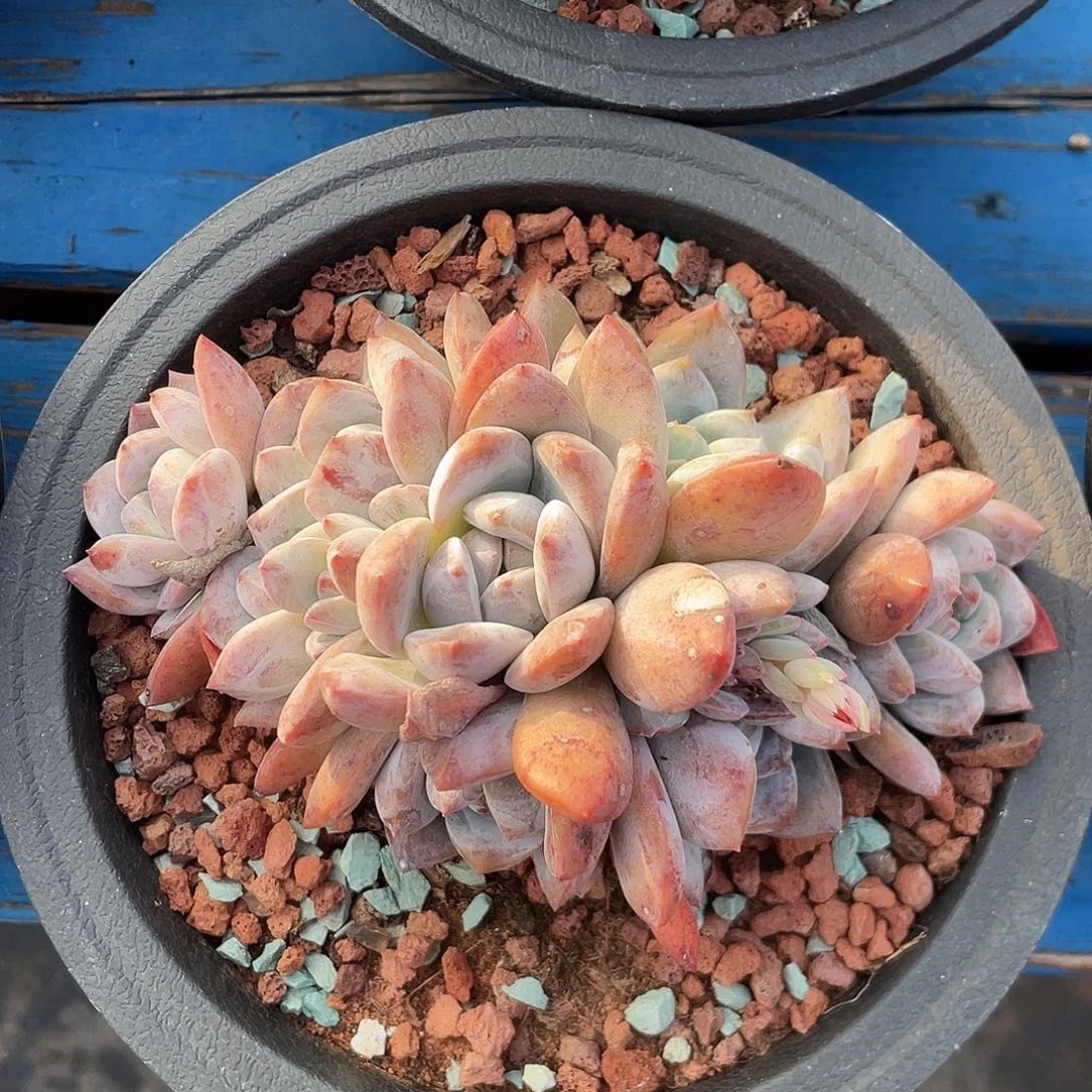 嫦娥朵朵缀一个无砍