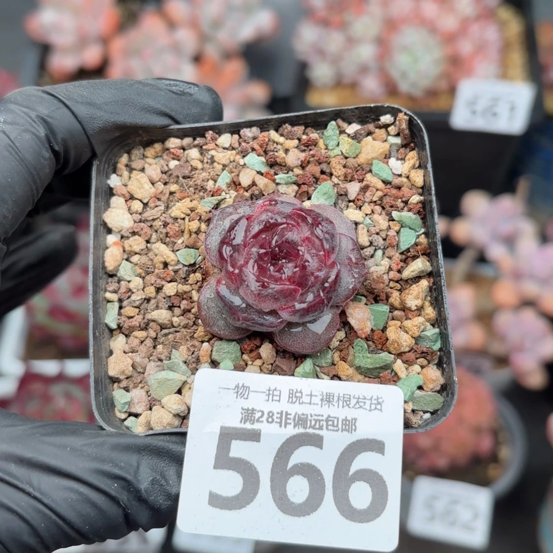 墨羽单头无盆土发货