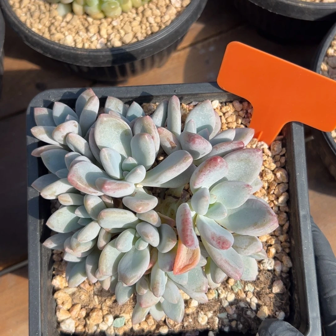 茉莉鸳鸯1111111111111111