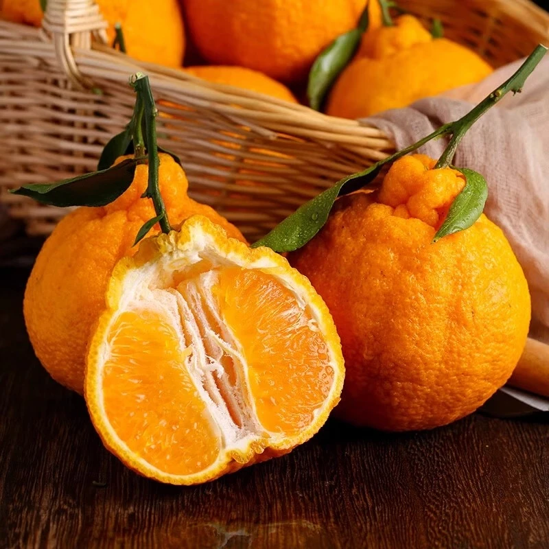 【源产地直发】四川不知火丑橘 新鲜水果现摘现发柑橘 整箱包邮