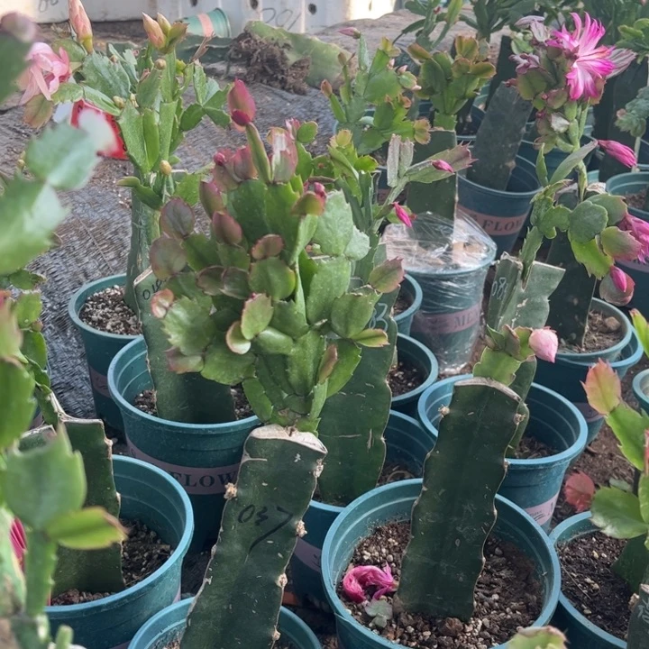 ****果19号紫异类两颗000000