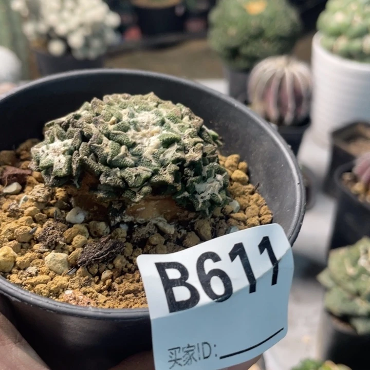 611级牡丹仙人球一个