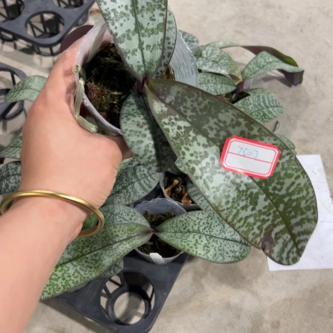 红****当前无花栽培后可以开花7507西蕾丽处理微瑕疵