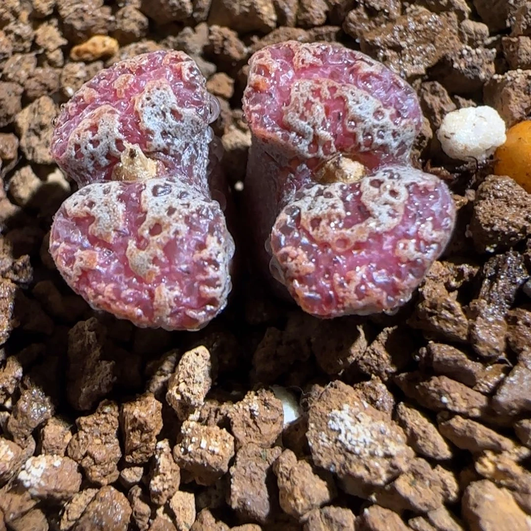 肉锥多肉植物组合-mro15、638