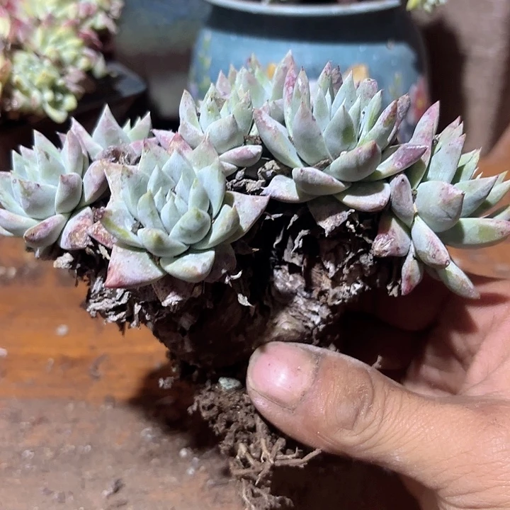 仙女杯多肉植物提取