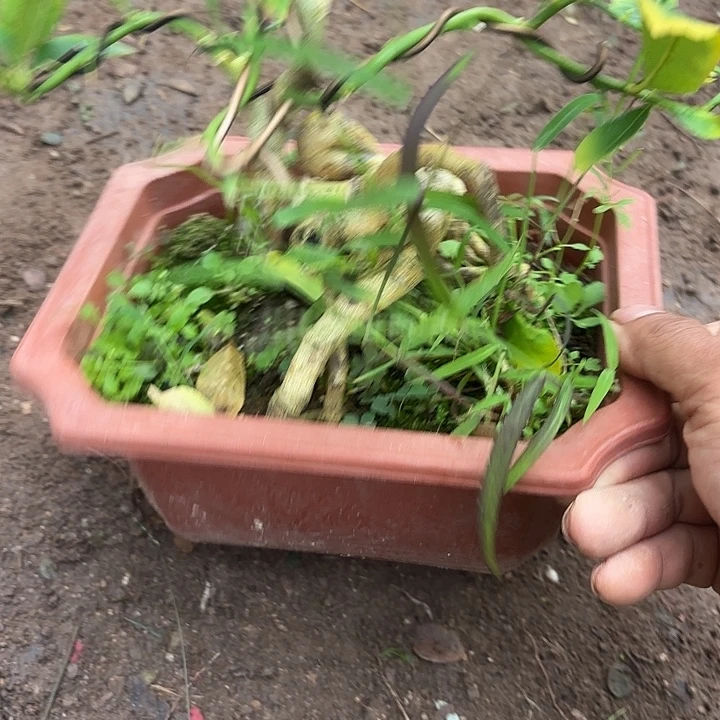 丶***.无花朵哈哈哈哈哈