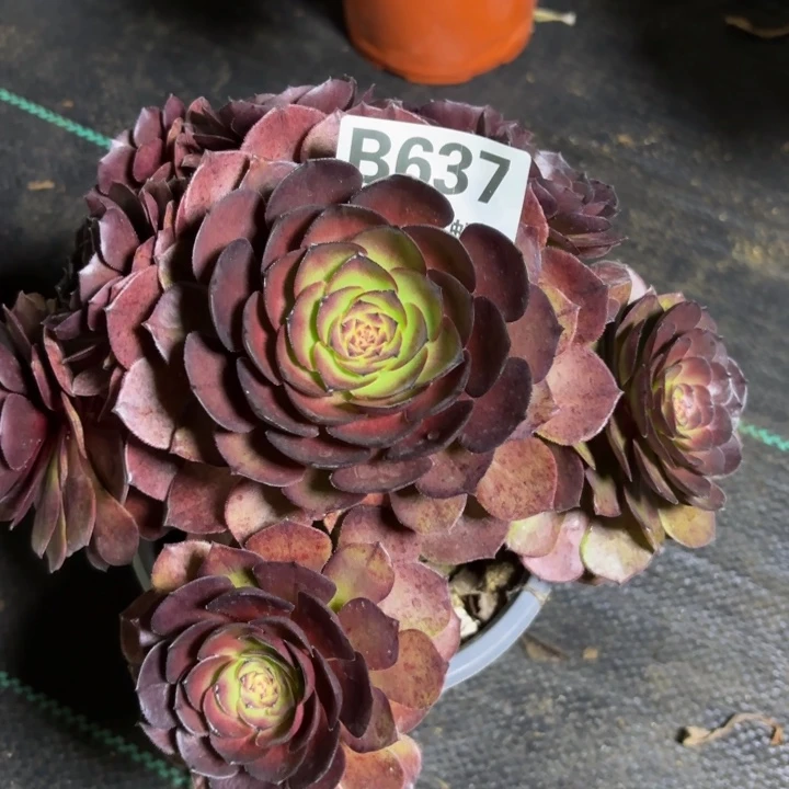 瑞妈一物一拍637