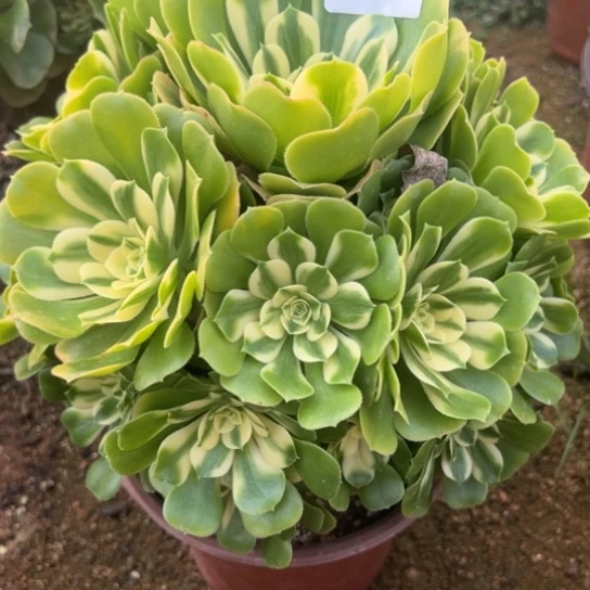 森*354辛基亚多肉植物花花