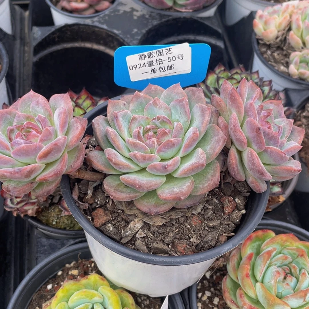0924-50-飘支糖心湖泊