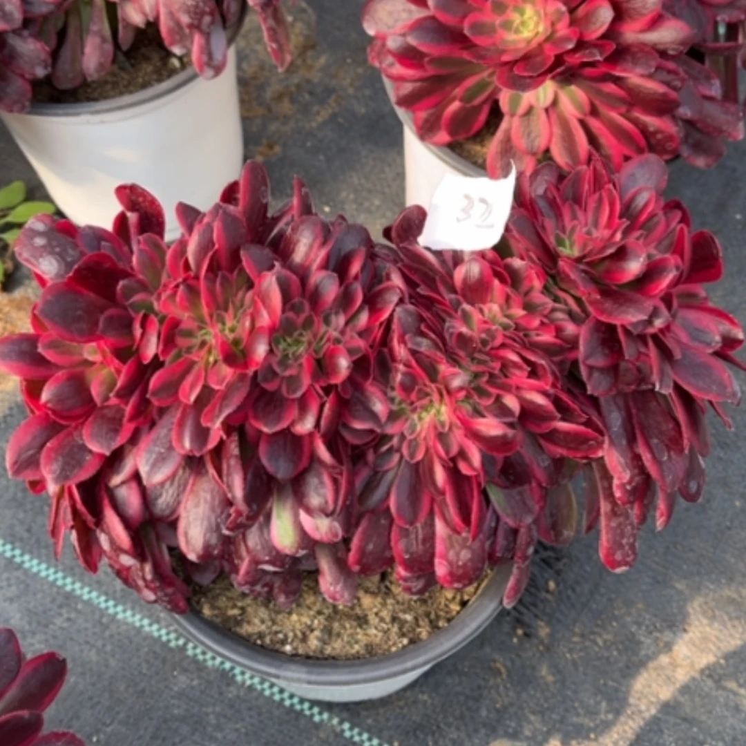 【闪购商品】32美杜莎缀多肉法师