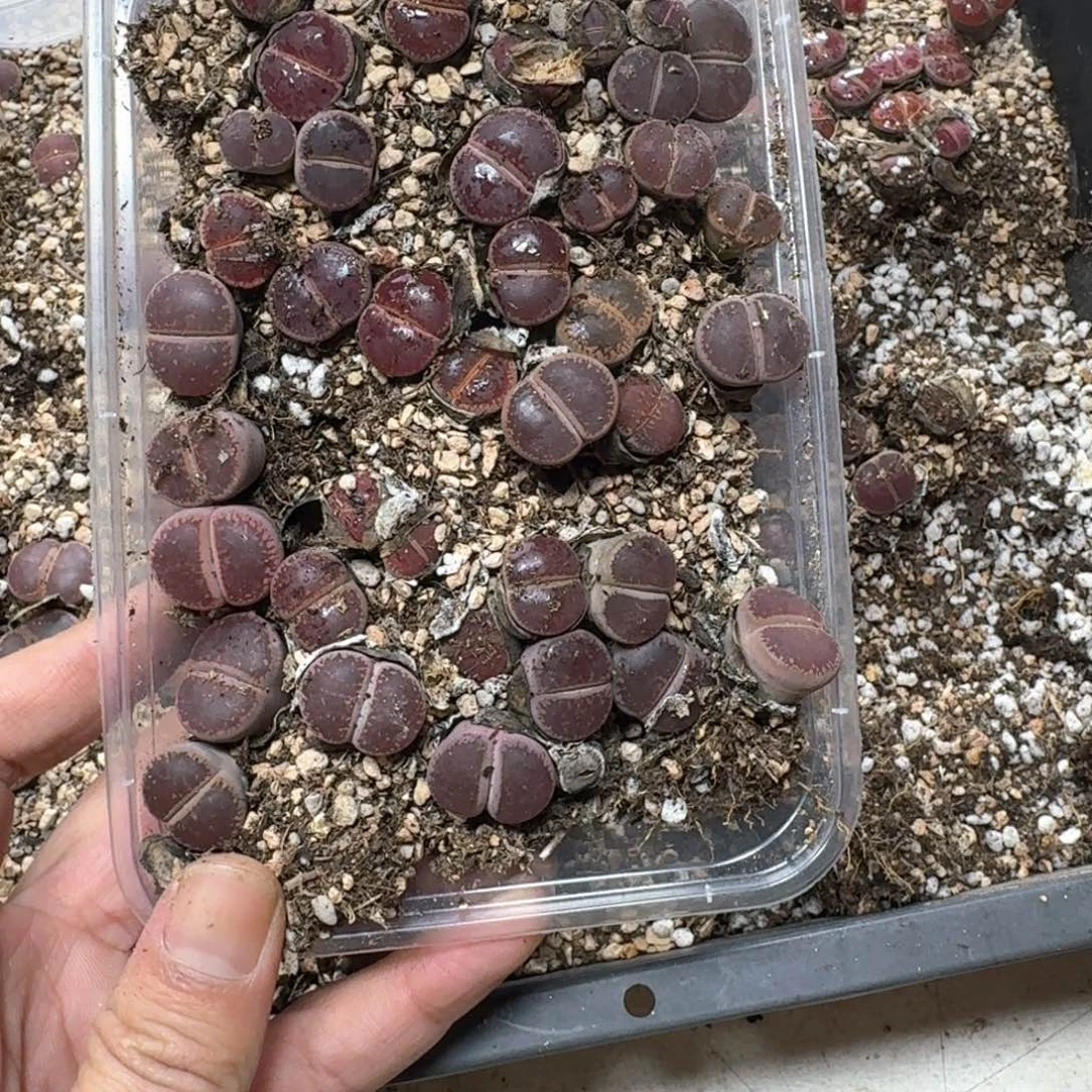 闲**风C430 比利时Ko。一盒