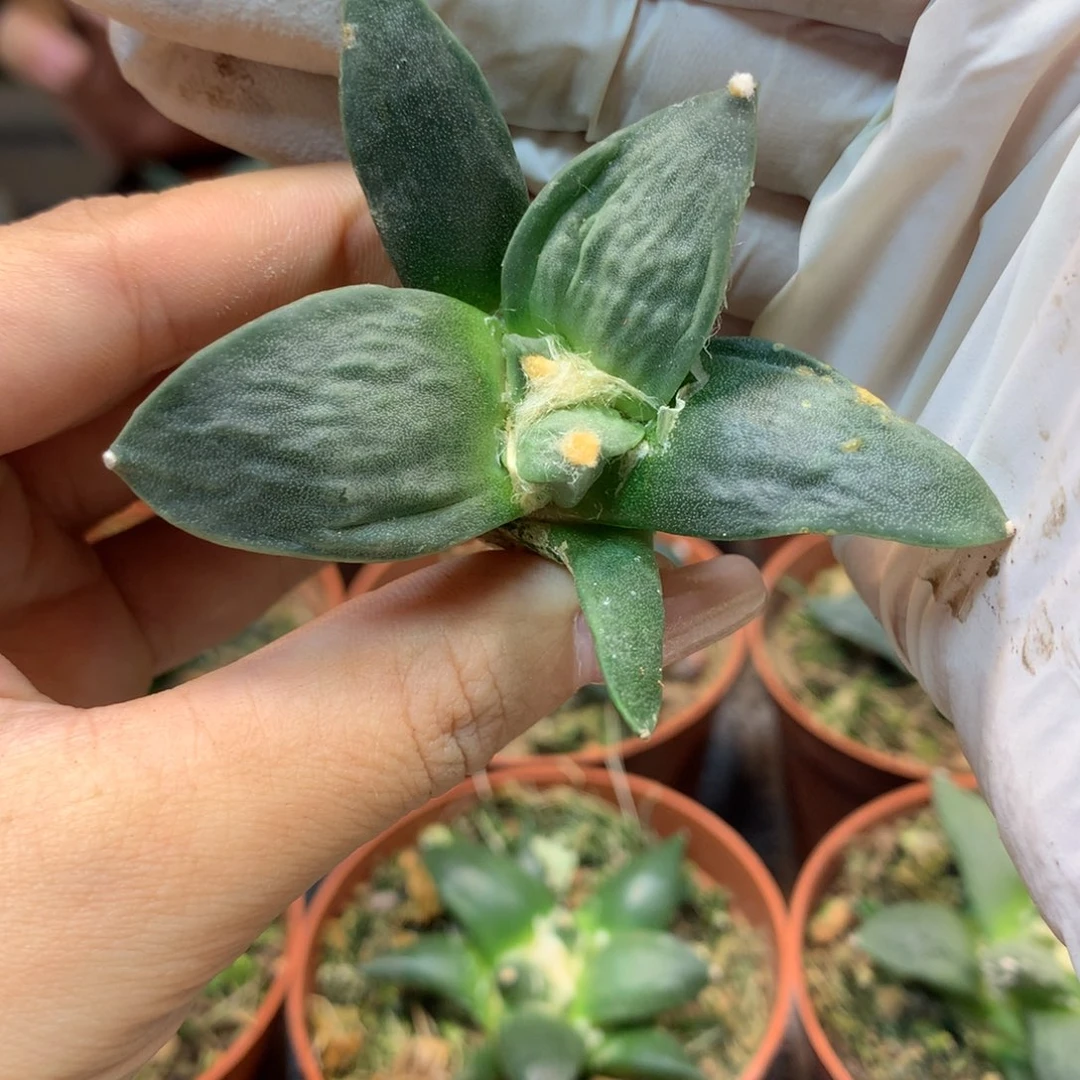 实生 怒涛岩牡丹 盆口径8.5公分
