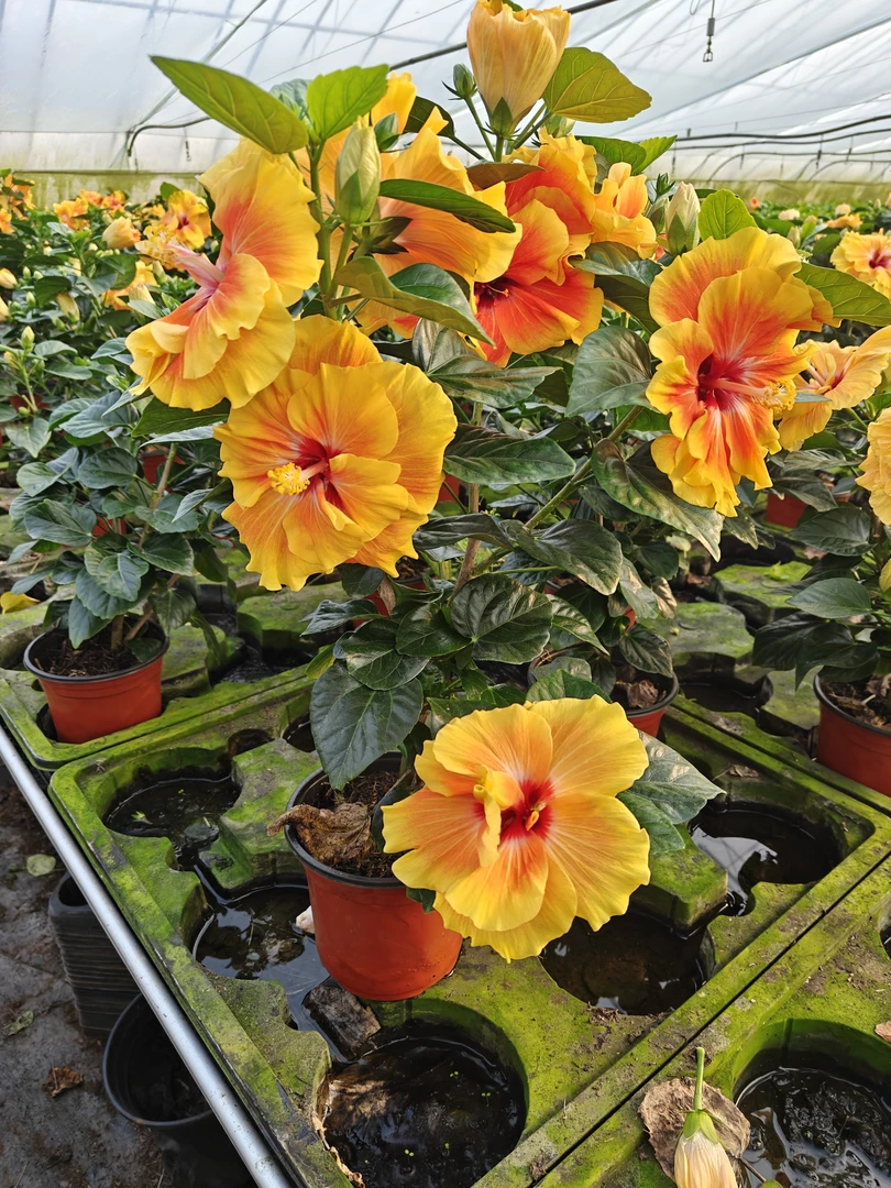 进口丹麦木槿重瓣木槿盆栽带花苞四季开花好养室内外阳台花卉