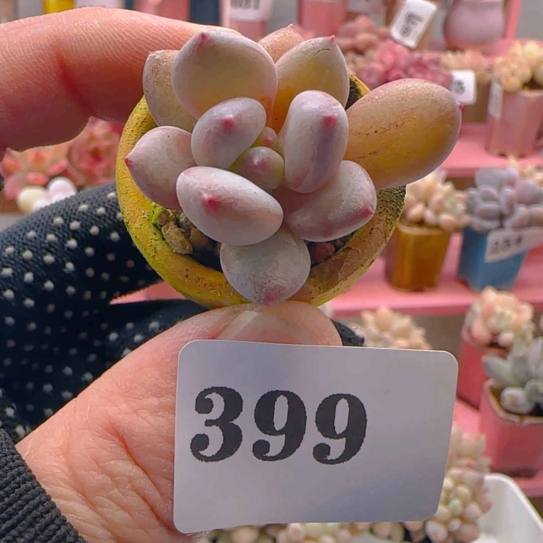 美人系399 ，带盆土发货，满38包邮非偏远。