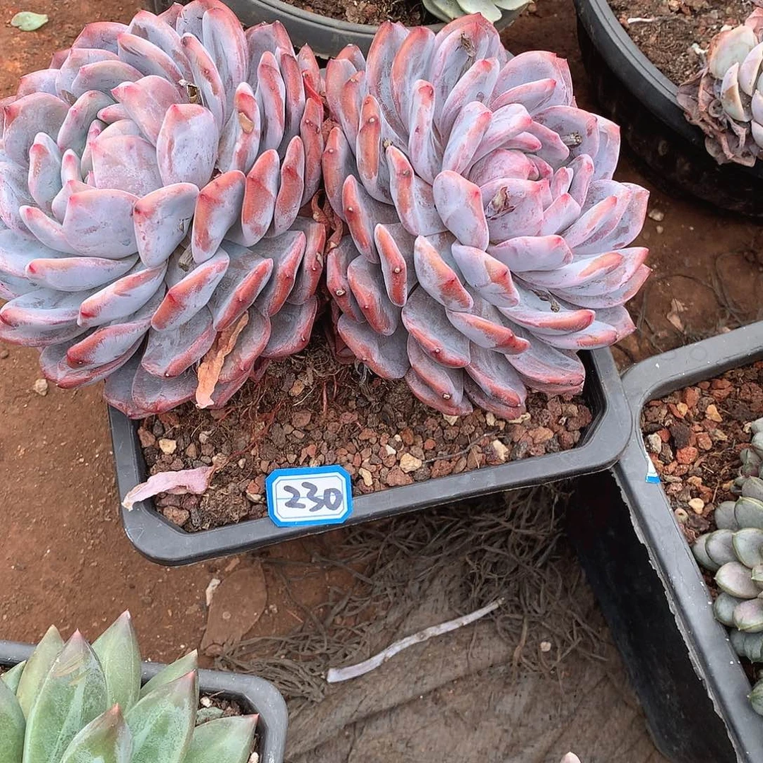 230橙子一物一拍多肉