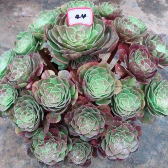会***洪无花朵花月夜法师多肉植物44号