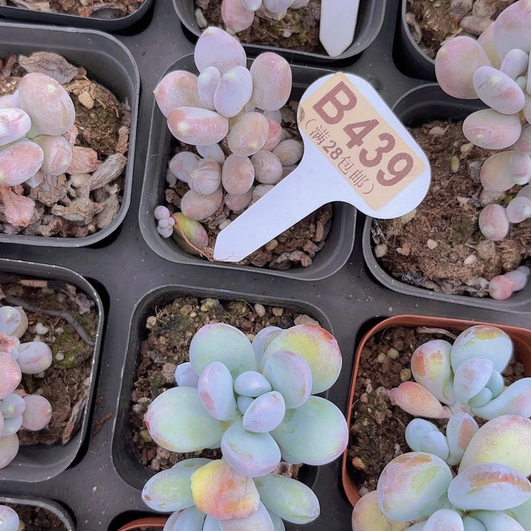 B439稻田姬奶酪一物一拍