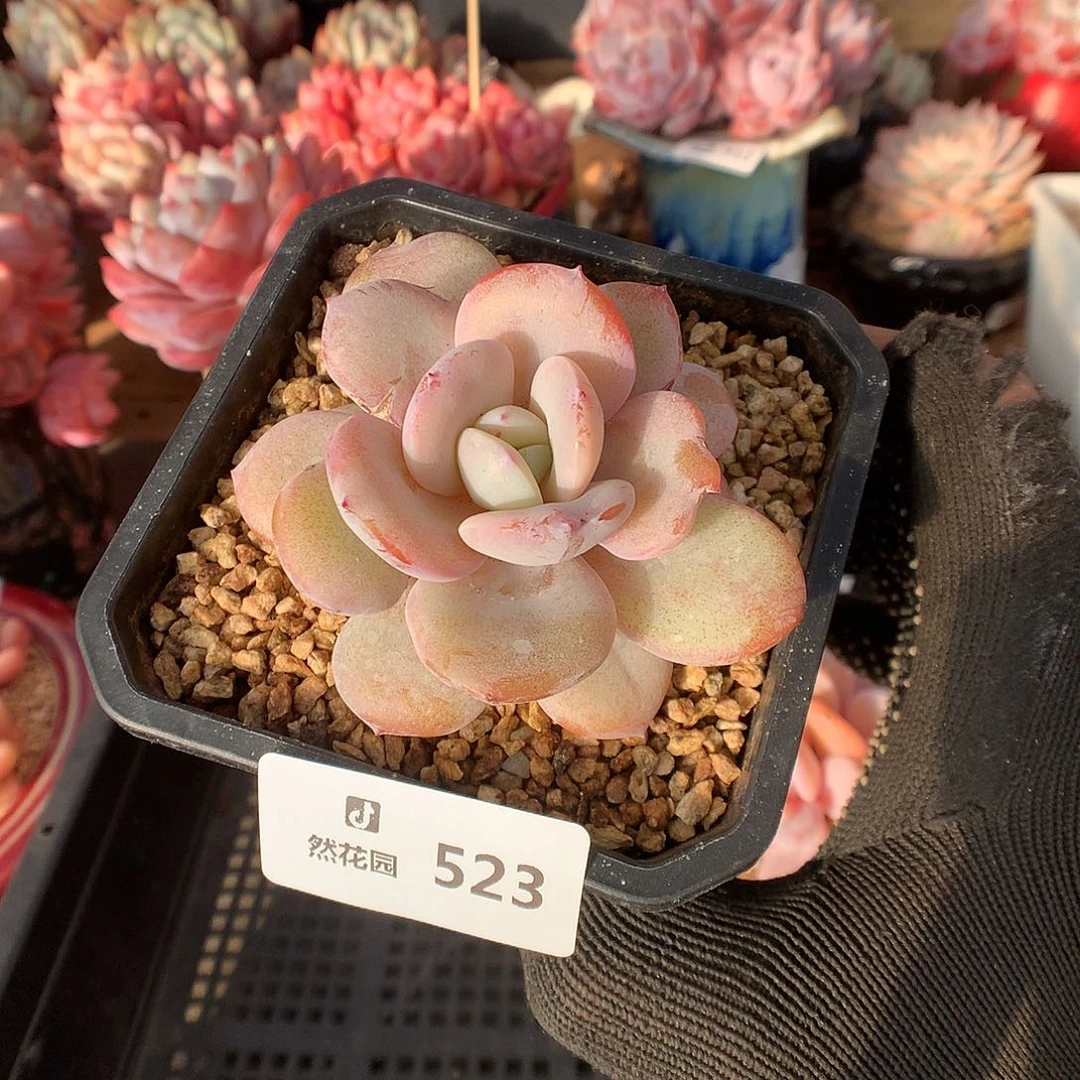 526奶茶多肉植物6666