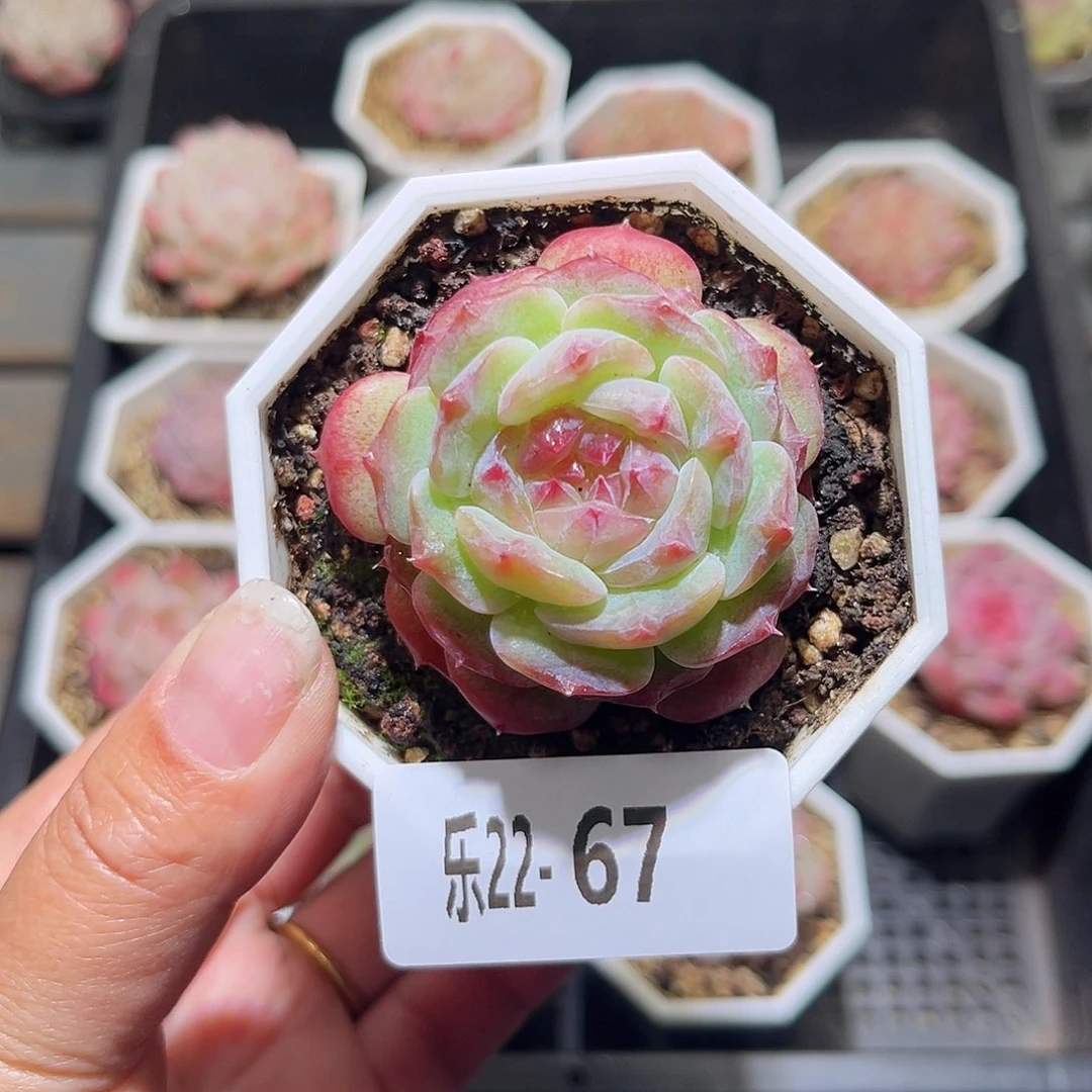 乐22-67精选溏心