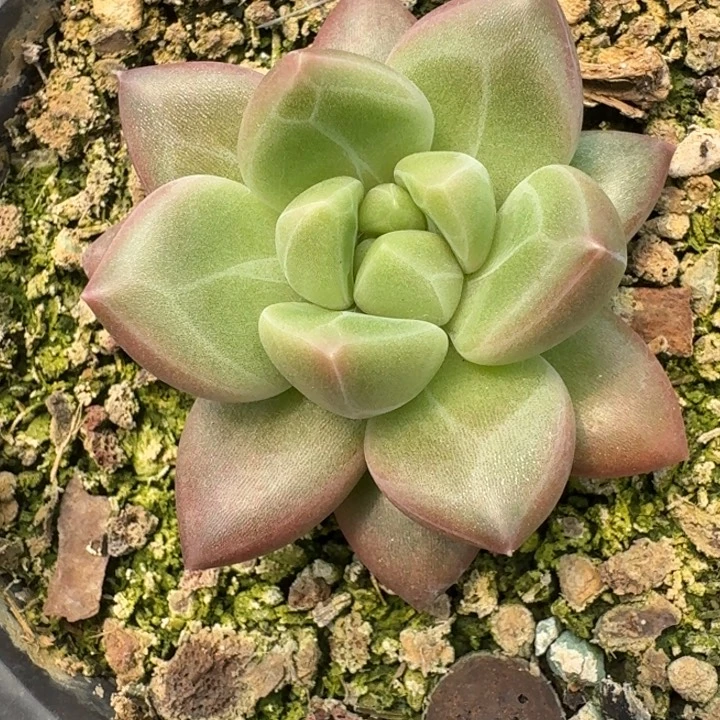 迷雾泡泡多肉植物