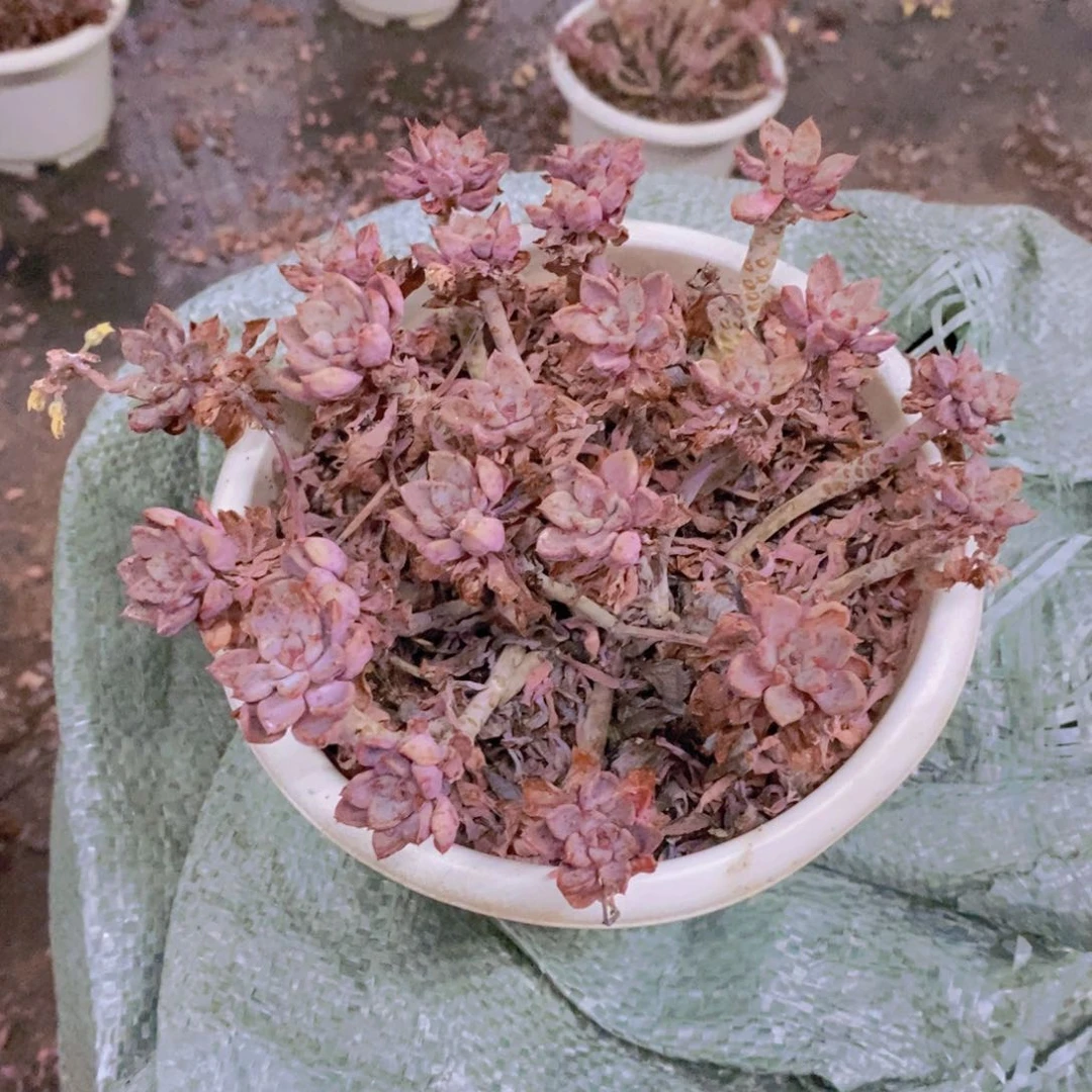 粉布偶整桩整群老桩