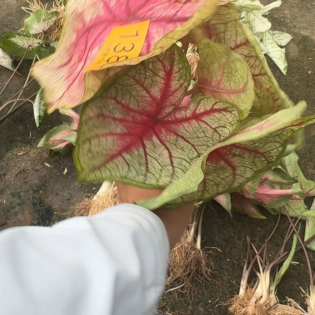 完全开放1386辐射8裸球不售后