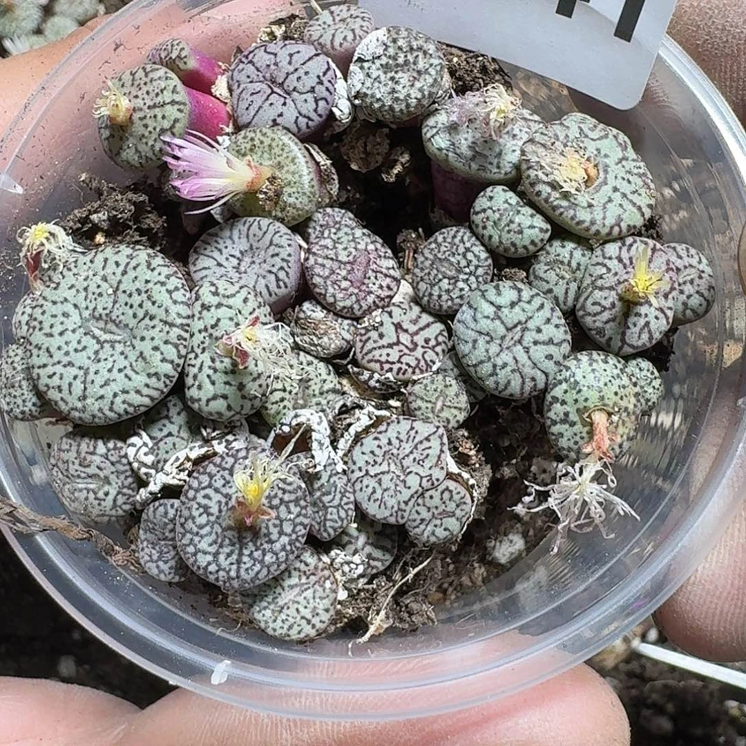 241 多肉植物多肉植物