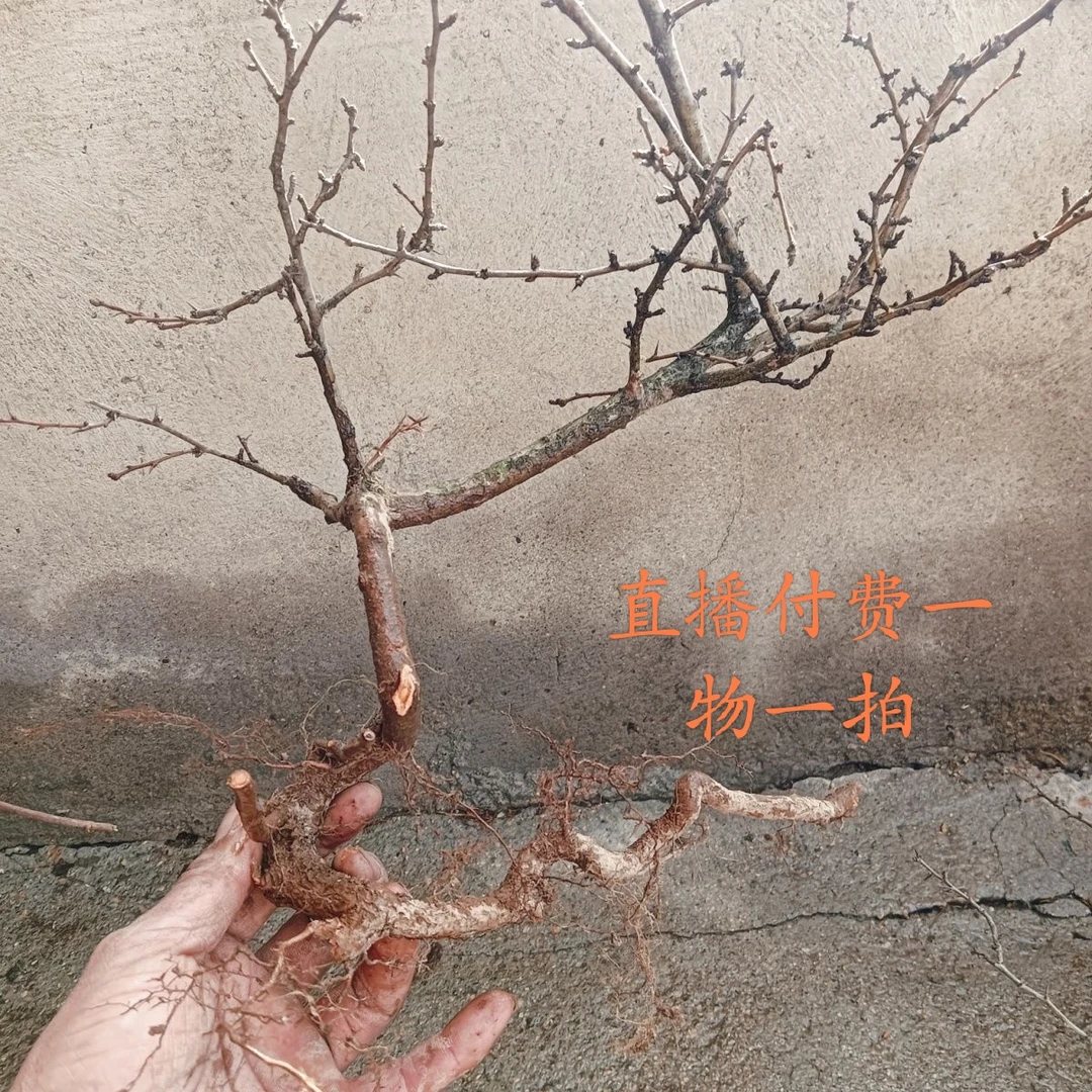 直播间一物一拍山里红小叶野山楂盆景素材扭曲丛林文人碳化生桩