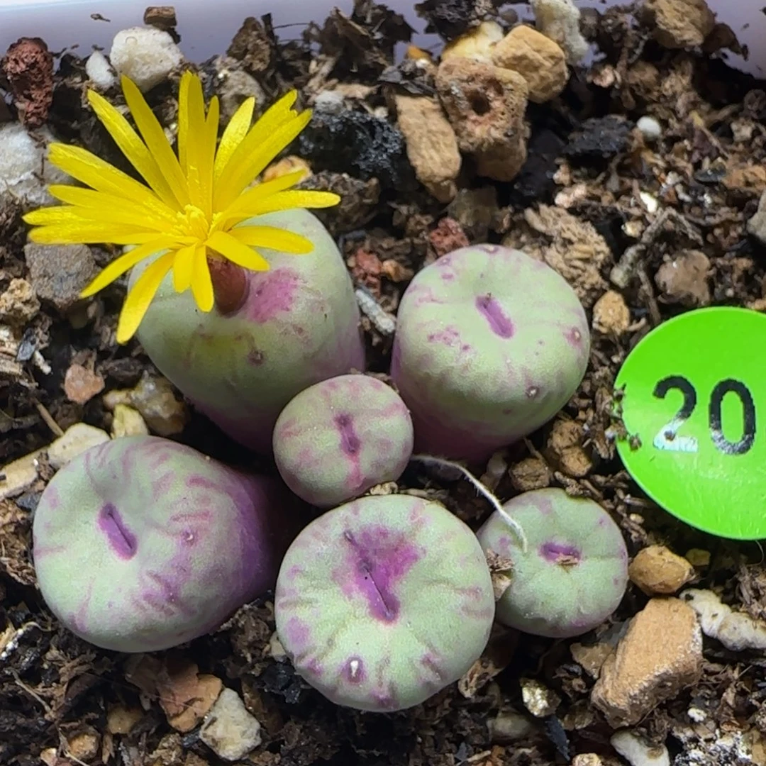 小红嘴群多肉植物204