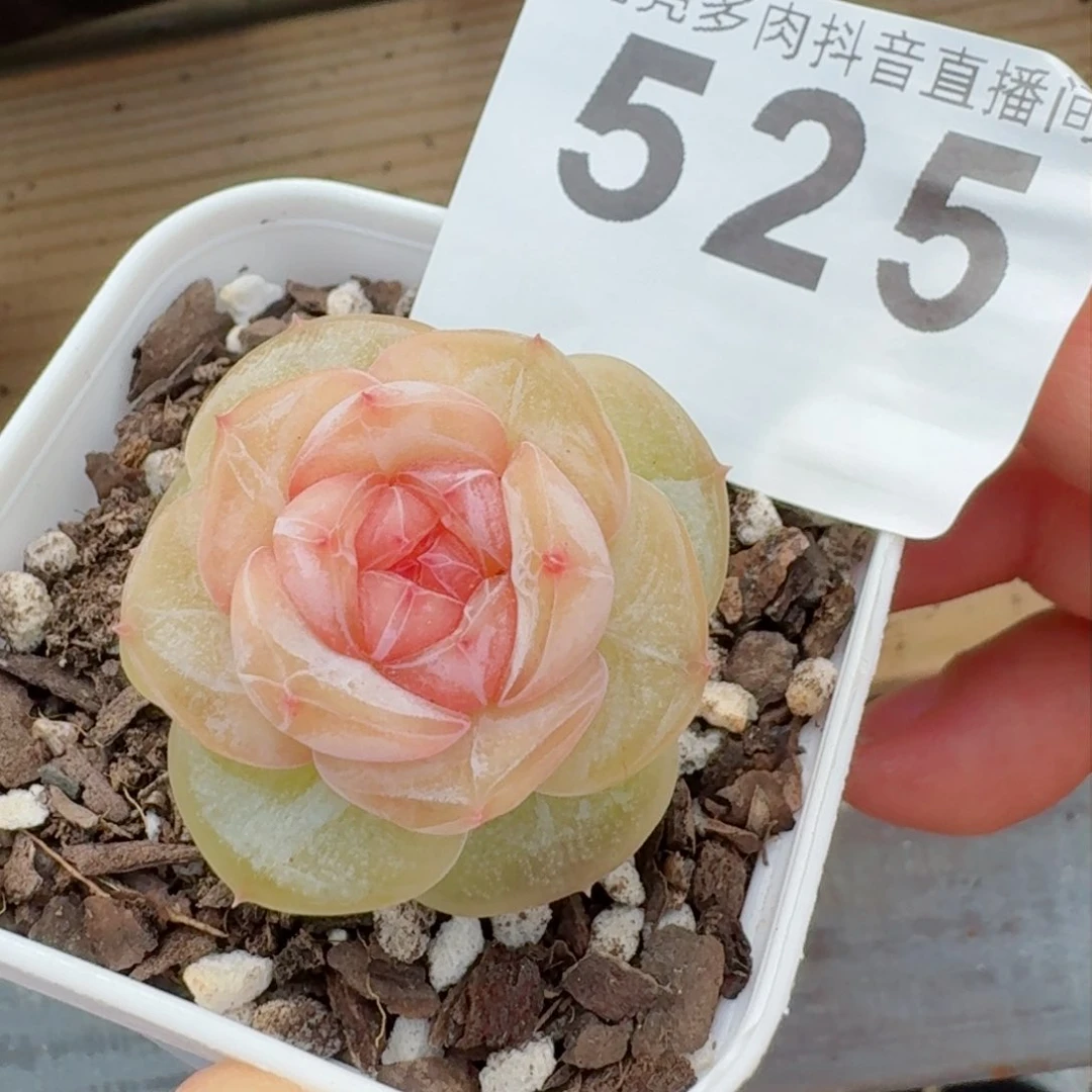多肉植物开播福利捡漏