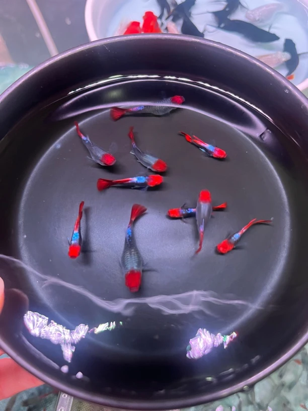 精品深海蓝贵族孔雀鱼公母搭对10条