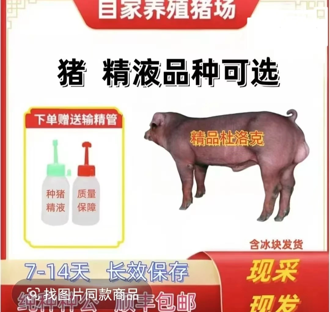 种猪精液生态养殖专用优质品种恒温发货