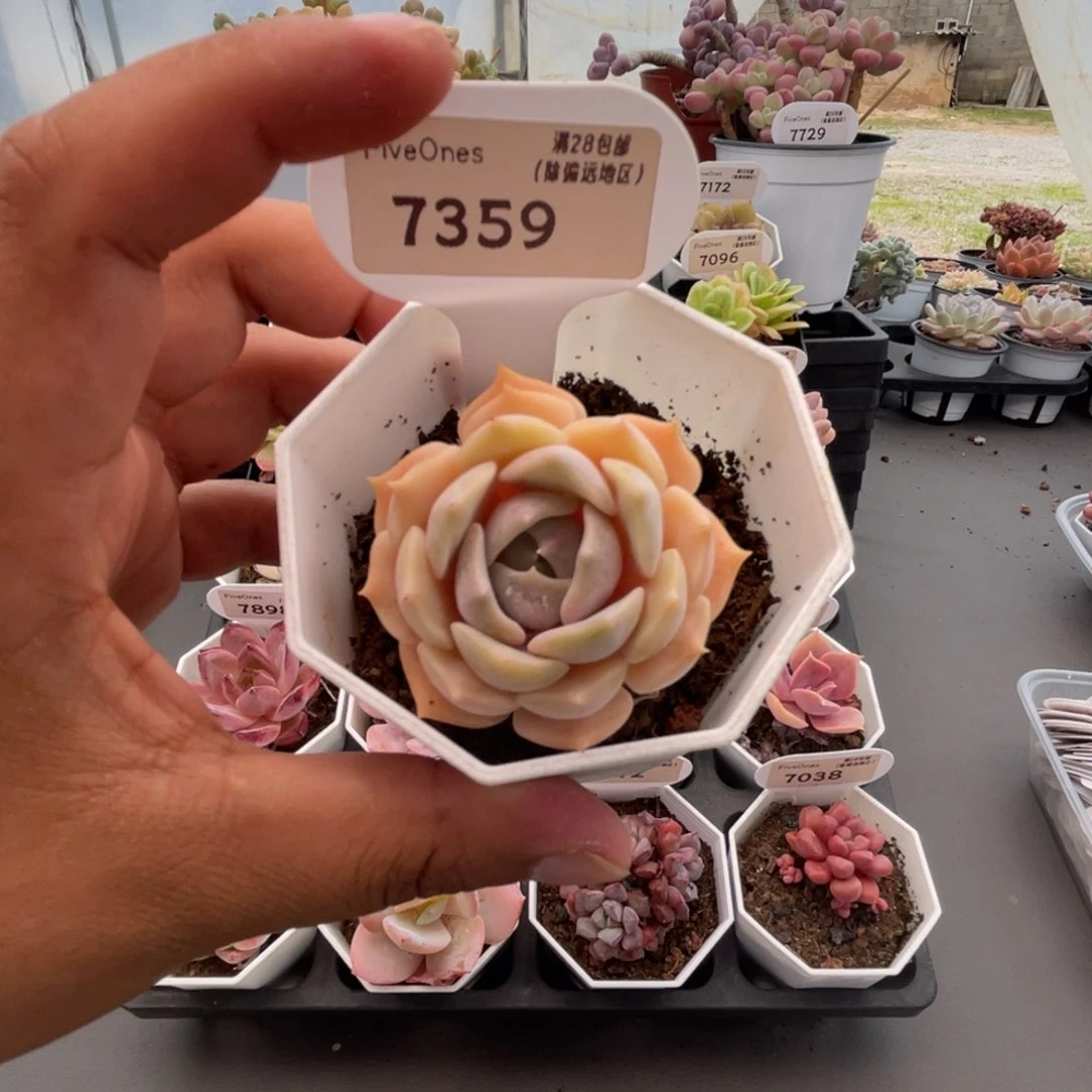 7359露娜莲4.0厘米