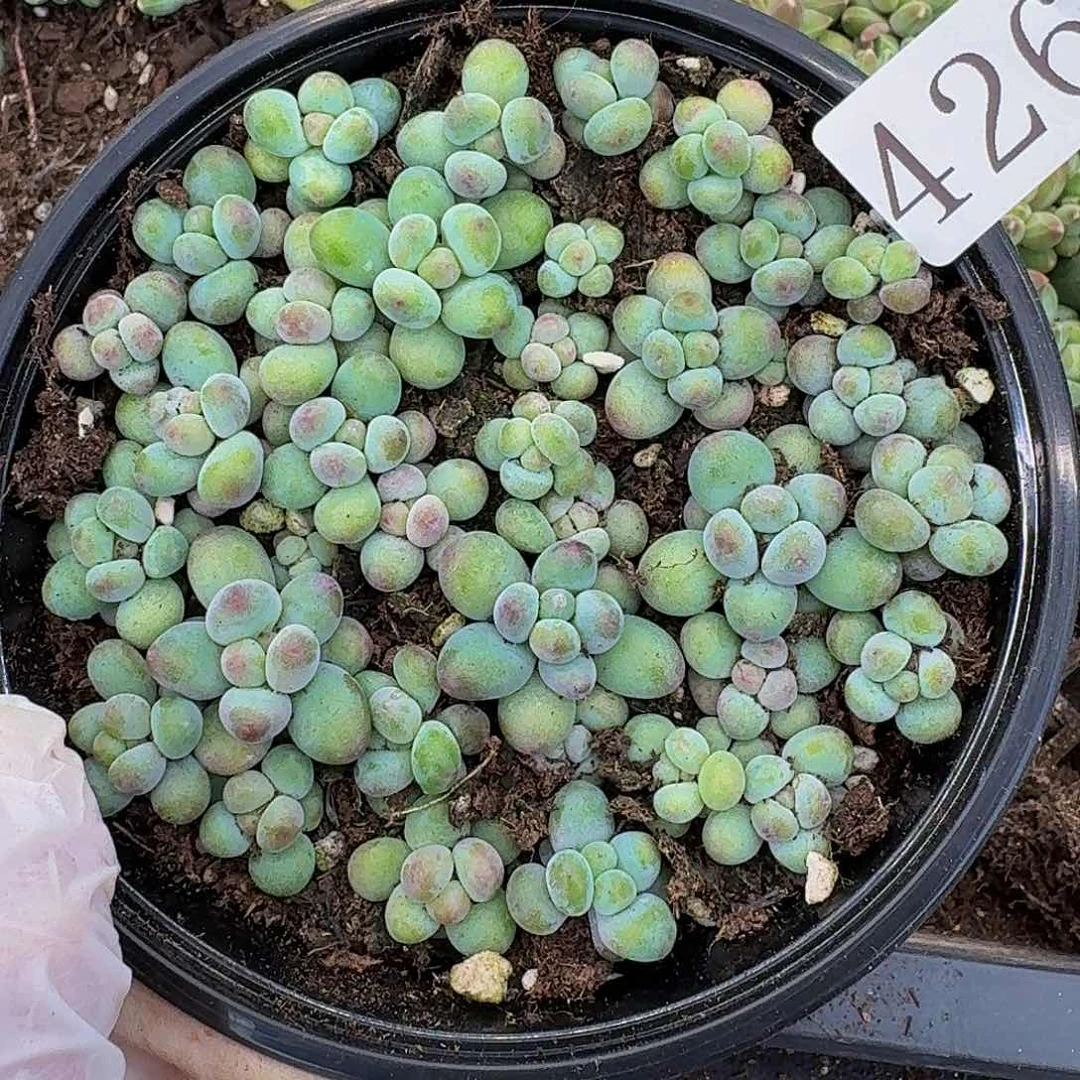 多肉植物多肉植物426