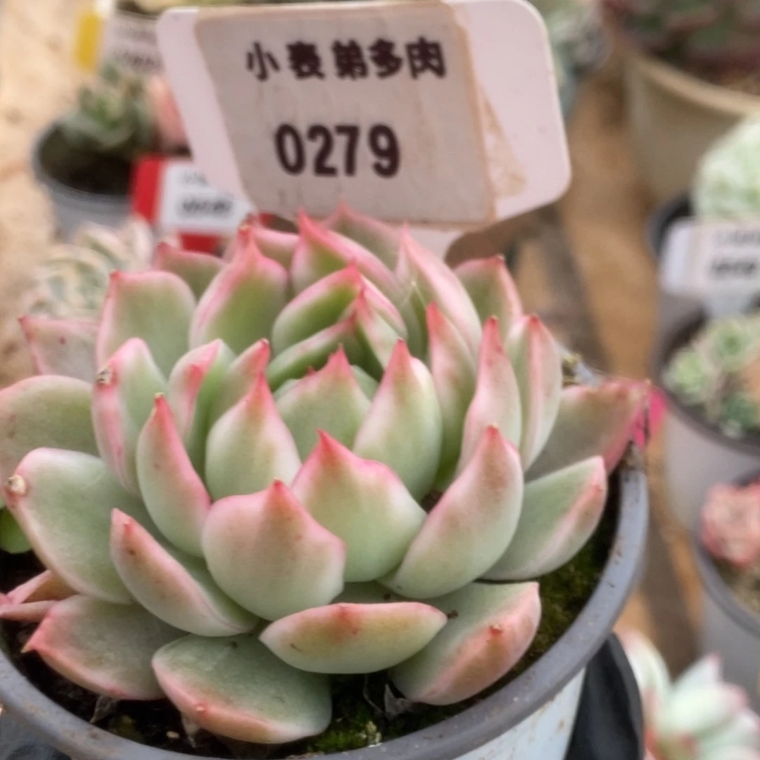 279宝莲灯锦锦锦锦锦锦