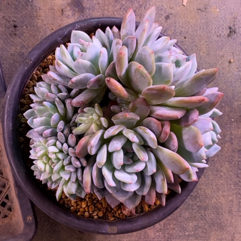 【闪购商品】11111