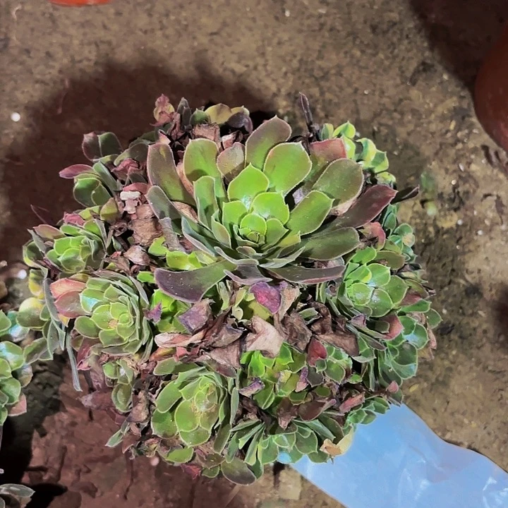 香妃多肉植物不售后量拍