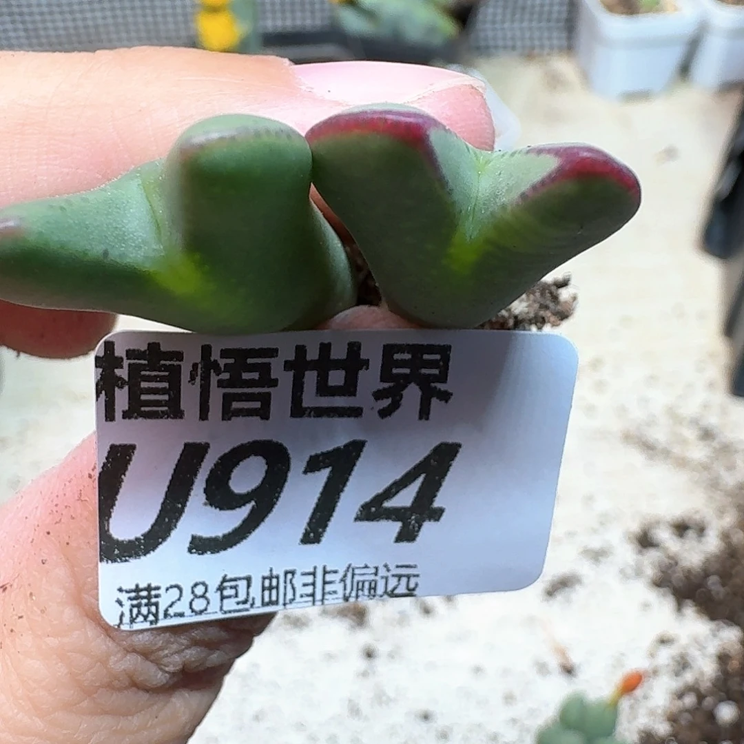 多肉植物的人生rfhn